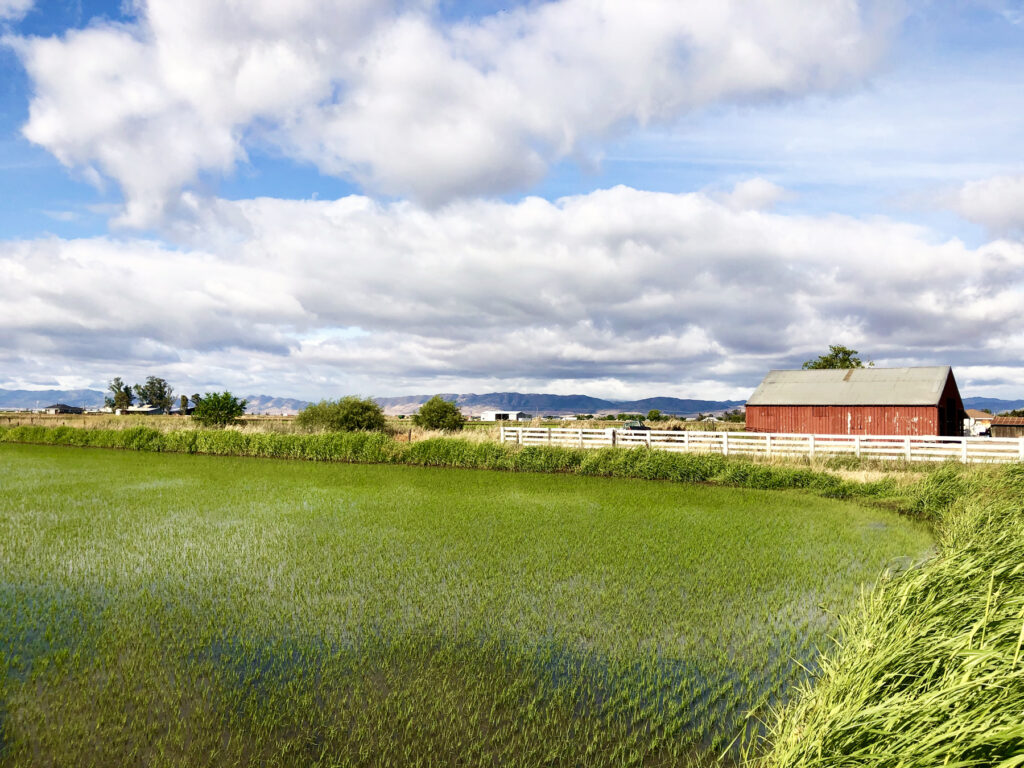 Here are Key Links and Updates for Rice Pesticides