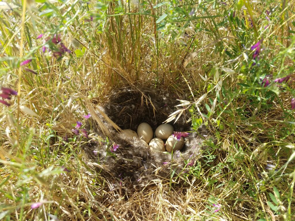 New Program for Nesting Habitat Projects on Idled Rice Acres
