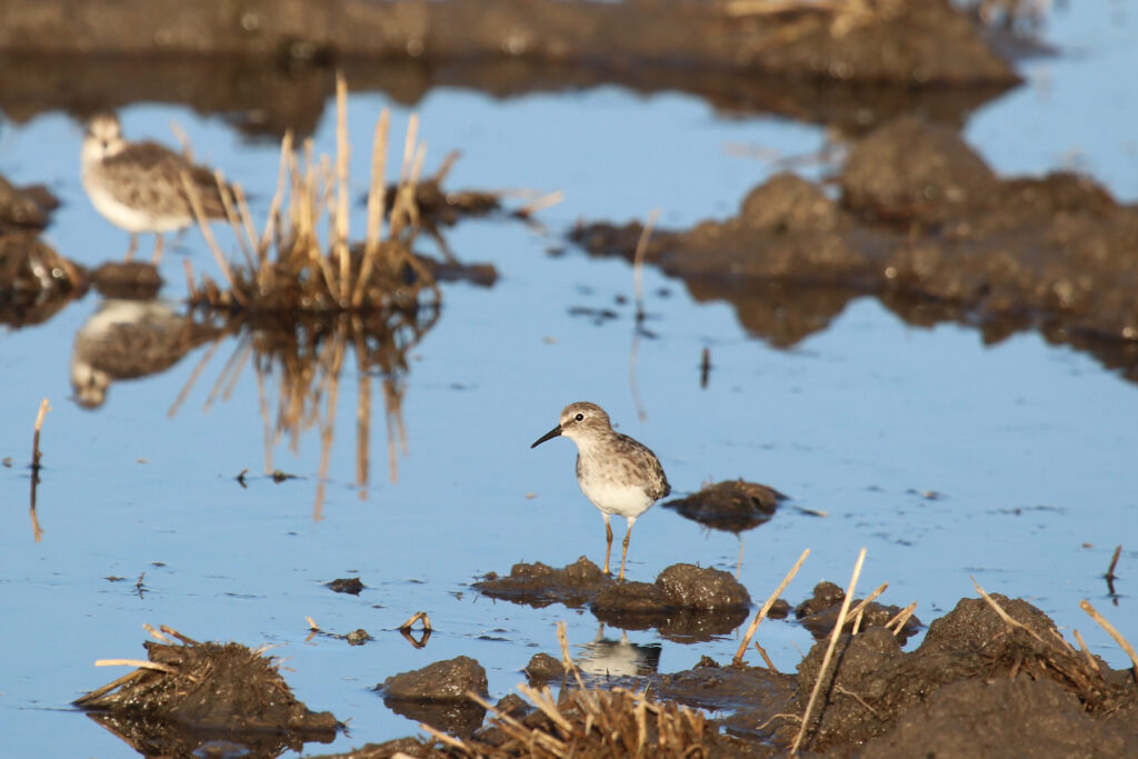 Important Enrollment Deadline for Nesting Cover and Shorebird Programs