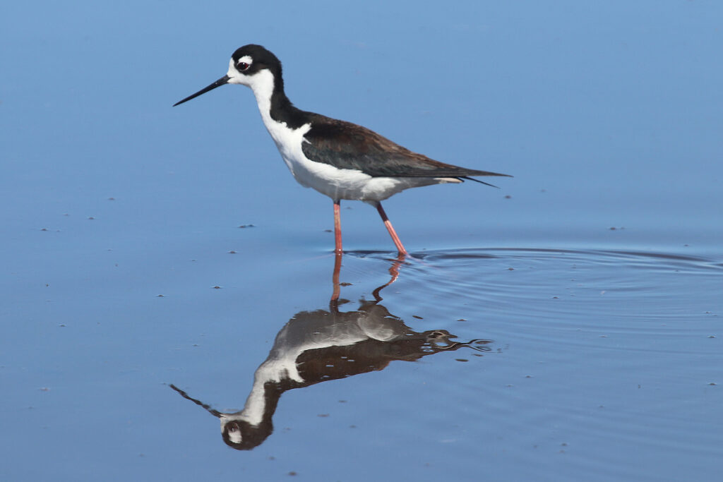 NRCS Application Deadline This Week