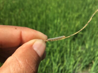 Intrepid® 2F Armyworm Label Update