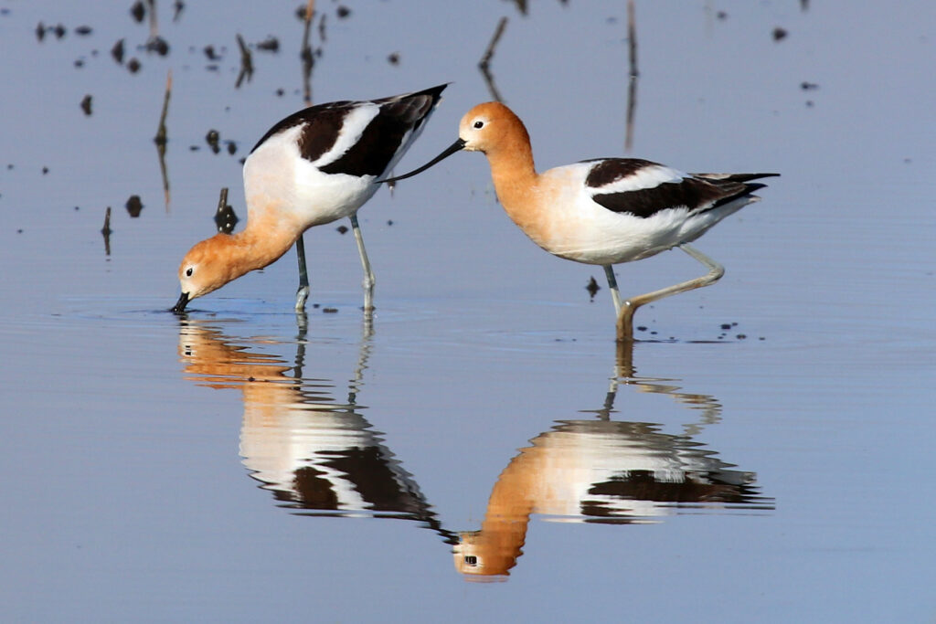 Bid4Birds Habitat Program Updates