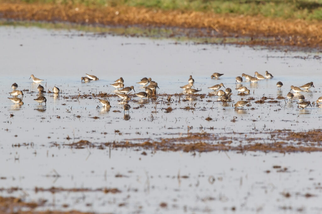 Bid4Birds Enrollment Deadline fast approaching