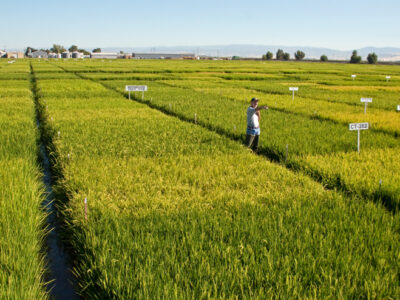 Rice Field Day Coming Next Week