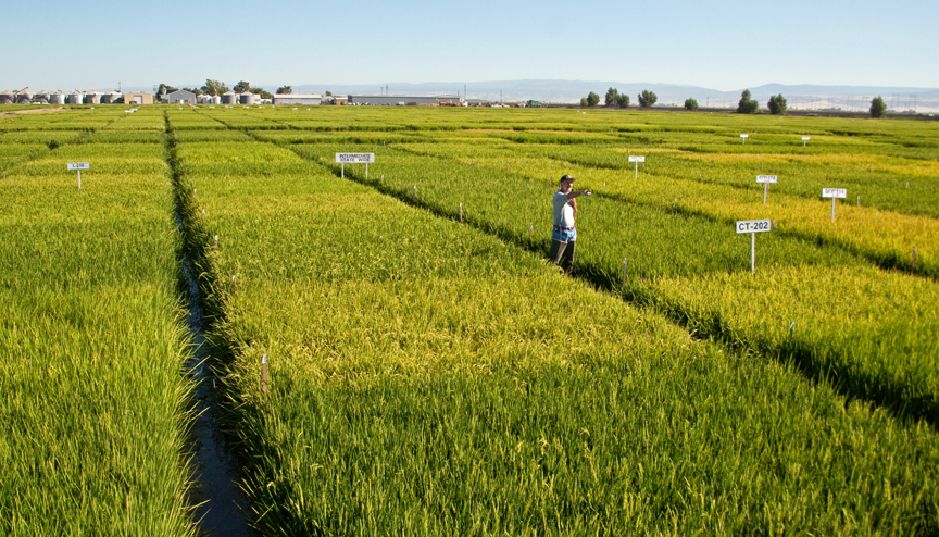 Rice Field Day Coming Next Week