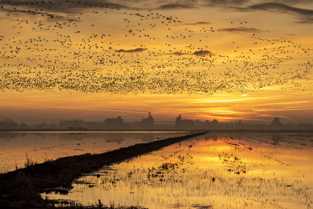 Deadline to apply for Drought Relief Waterbird Program fast approaching