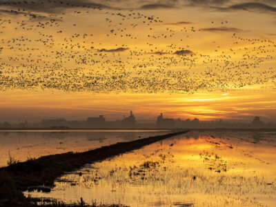 Deadline to apply for Drought Relief Waterbird Program fast approaching