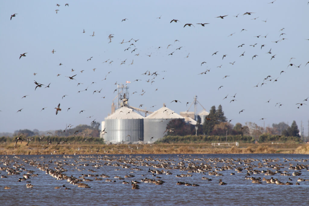 Flooding Opportunities – Drought Relief Waterbird Program