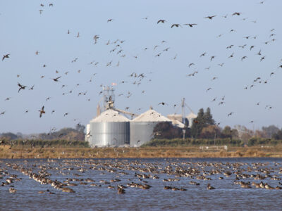 Flooding Opportunities – Drought Relief Waterbird Program