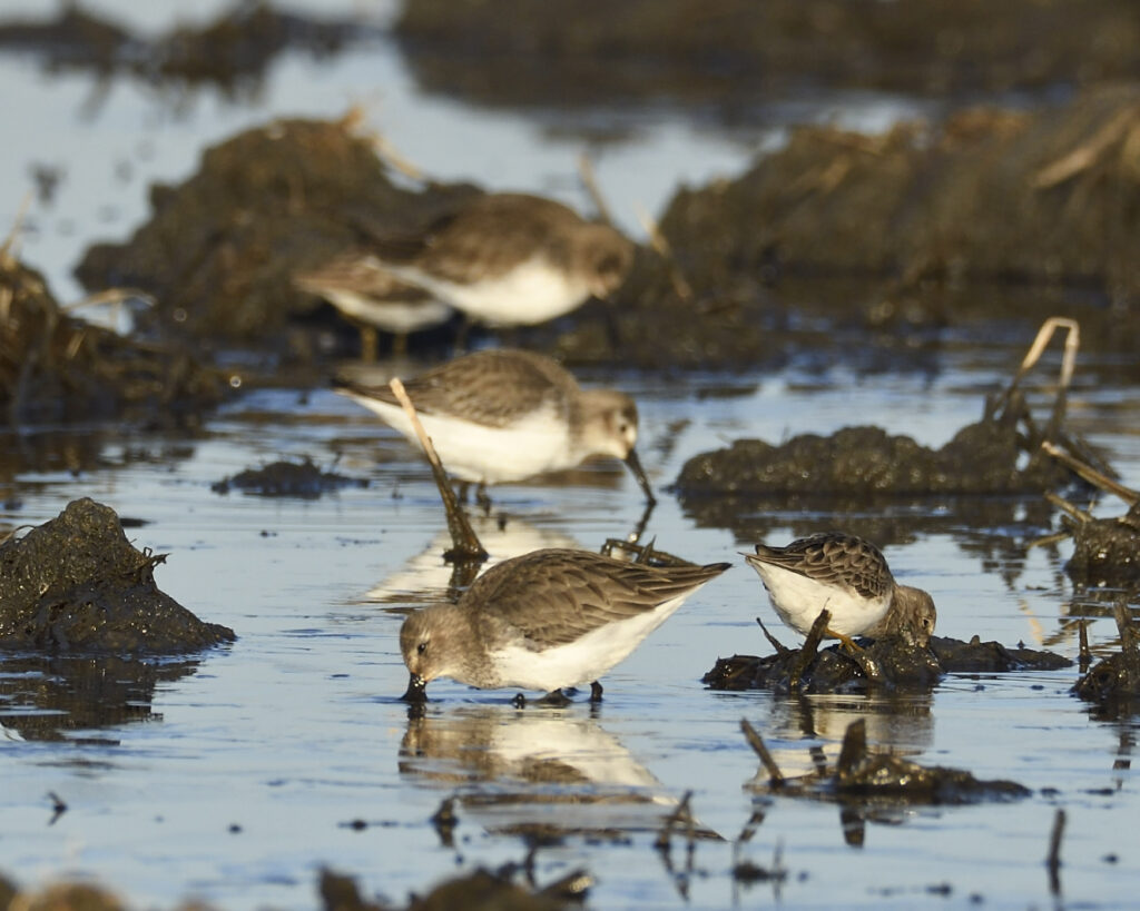 Reminder: Bid4Birds Application Deadline fast approaching