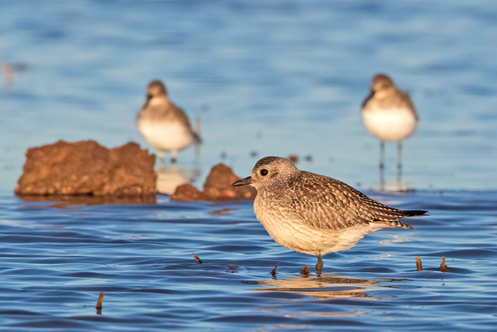 Enrollment Opportunity for Spring Flooding through Bid4Birds