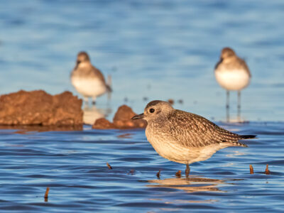 Enrollment Opportunity for Spring Flooding through Bid4Birds