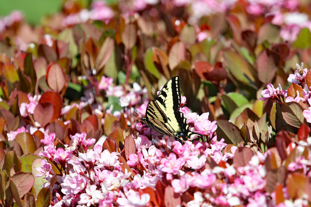 <strong>California Working Lands Free Seed Program</strong>