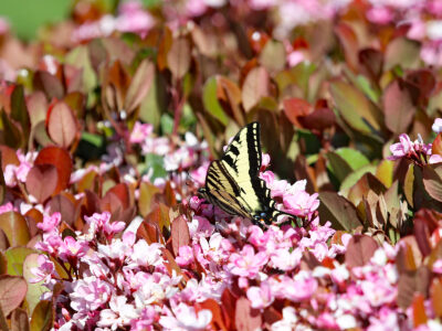 <strong>California Working Lands Free Seed Program</strong>