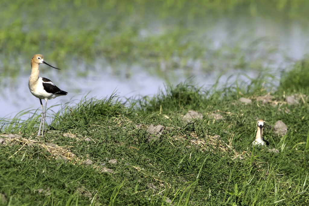Application Deadline Extended for RCPP on Idle Rice Fields