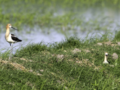 Application Deadline Extended for RCPP on Idle Rice Fields