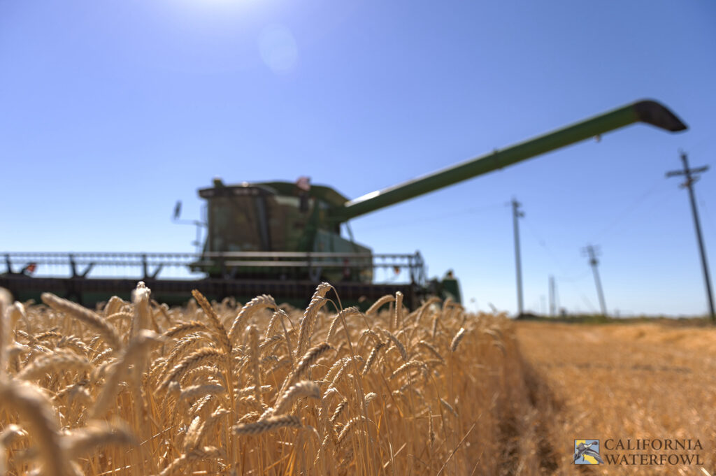 Application Deadline Approaching – Delayed Wheat Harvest Incentive Program