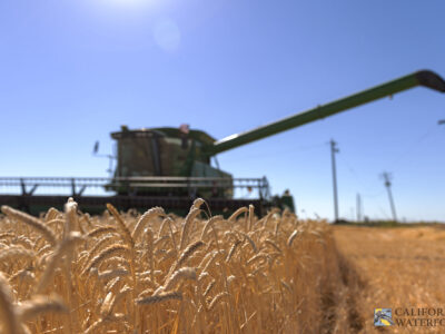 Application Deadline Approaching – Delayed Wheat Harvest Incentive Program