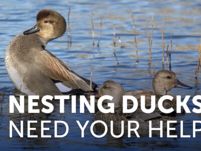 Even in the Drought You Can Help Nesting Ducks&nbsp;