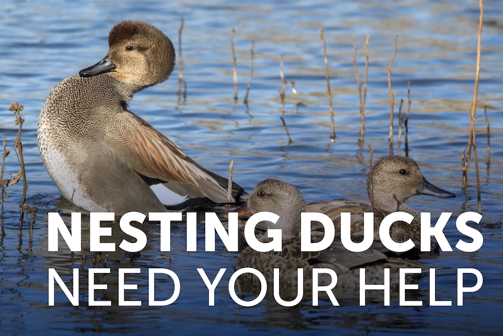 Even in the Drought You Can Help Nesting Ducks&nbsp;
