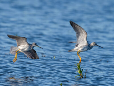 Upcoming Enrollment Opportunity for Fall Flooding through Bid4Birds