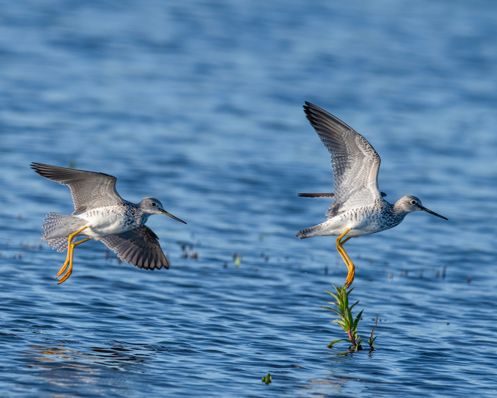 Upcoming Enrollment Opportunity for Fall Flooding through Bid4Birds