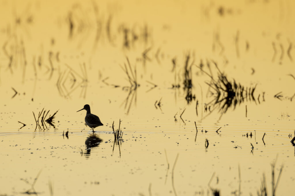 Application Deadline Fast Approaching for Bid4Birds