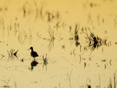 Application Deadline Fast Approaching for Bid4Birds