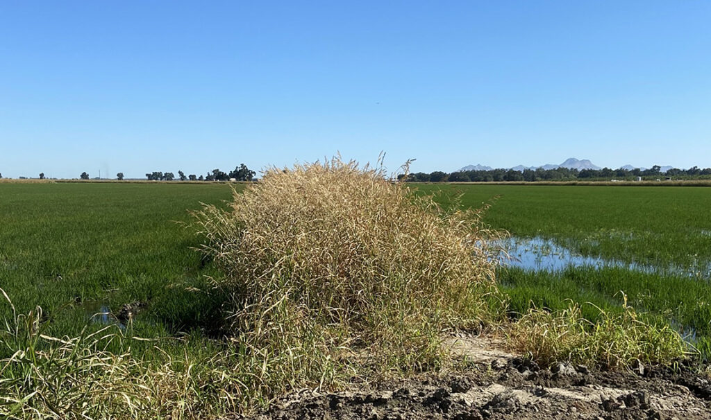 New Rice Levee Program Application – Now Open!