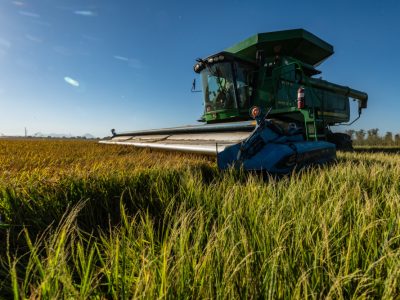 1 in 4 Rule Suspended for the 2023 California Rice Crop Year
