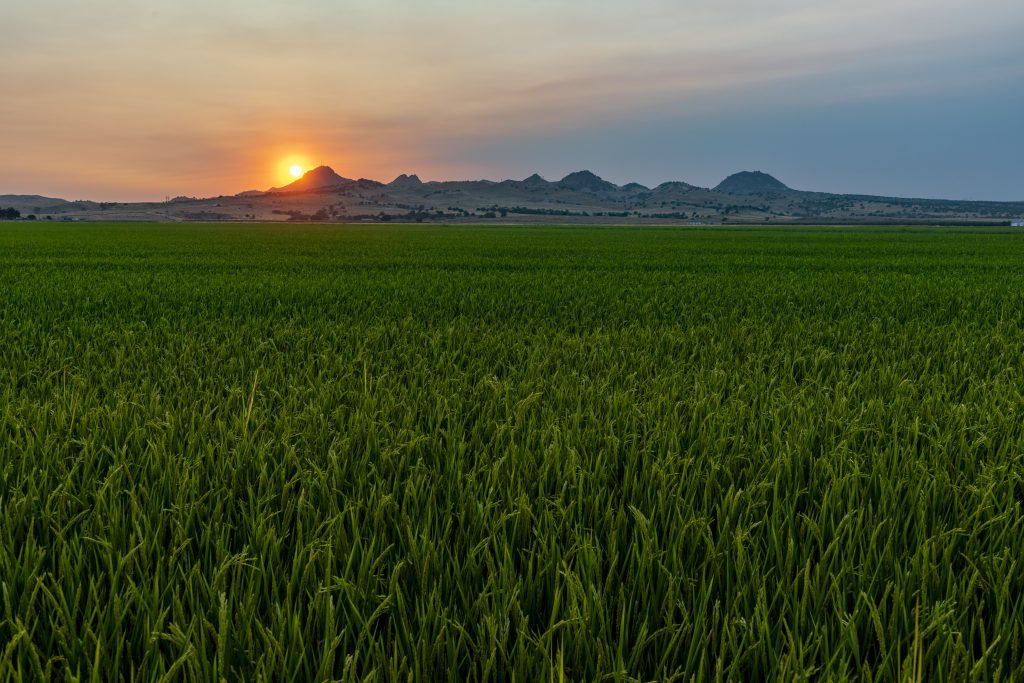 Rice Groundwater Success Story Highlighted on Regional Board Site