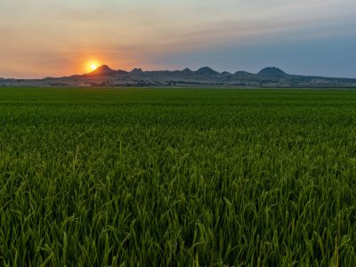 Rice Groundwater Success Story Highlighted on Regional Board Site