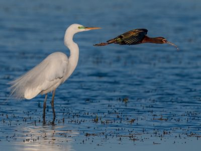 Reminder: Application Deadline Fast Approaching for Bid4Birds