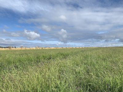 Enrollment Opportunity Reminder for Idled Rice Acres