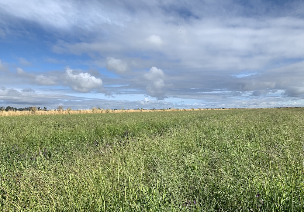 Enrollment Opportunity Reminder for Idled Rice Acres