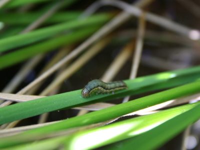 Armyworm Moth Numbers Increasing 