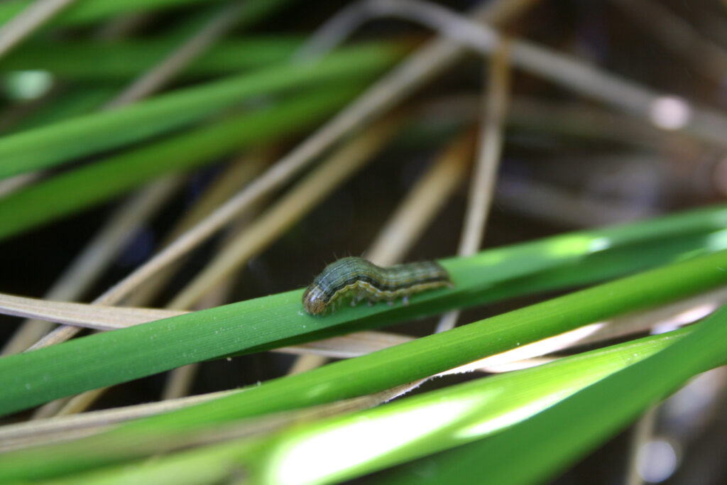 Armyworm Monitoring: 2023 Season Starts