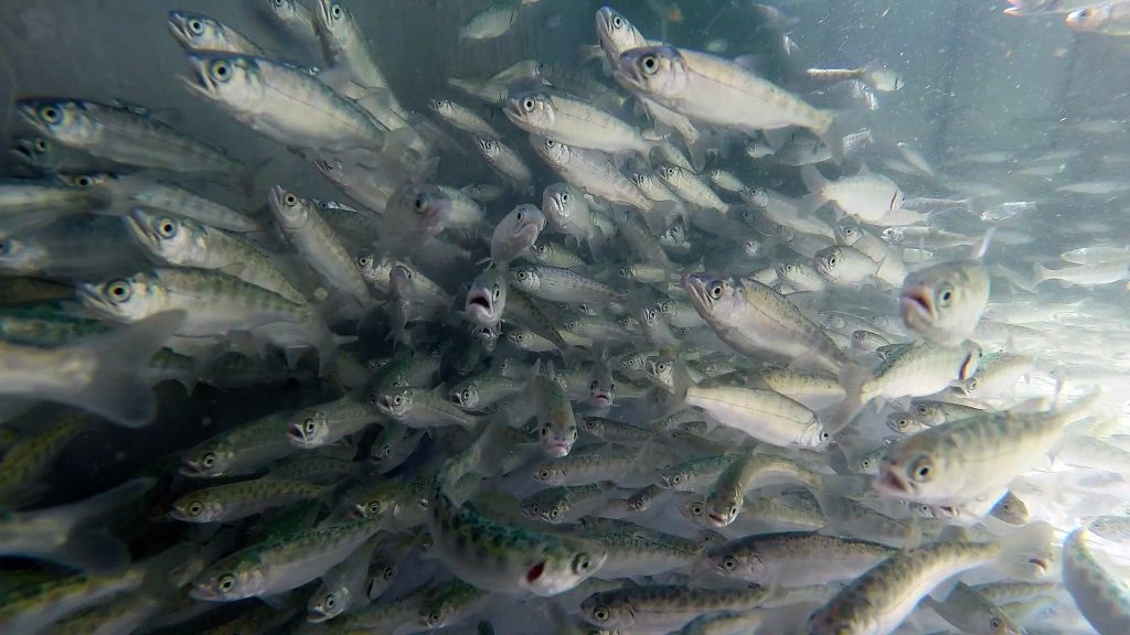 Ricelands Salmon Project Update & TV News Story