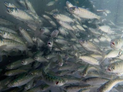 Ricelands Salmon Project Update & TV News Story