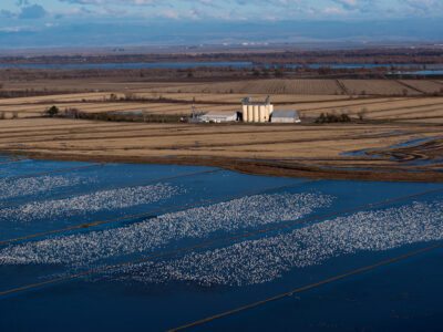 Application Deadline Fast Approaching for Winter Flooding Programs in Rice
