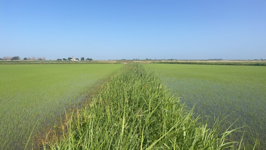 Rice Levee Program – Application Period Extended 