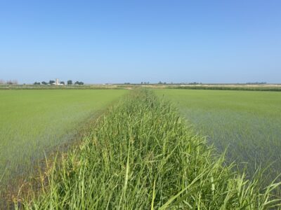 Rice Levee Program – Application Period Extended 
