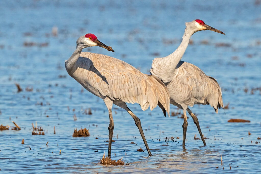Seeking Farmers to Provide Habitat for Cranes
