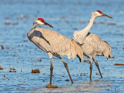 Seeking Farmers to Provide Habitat for Cranes
