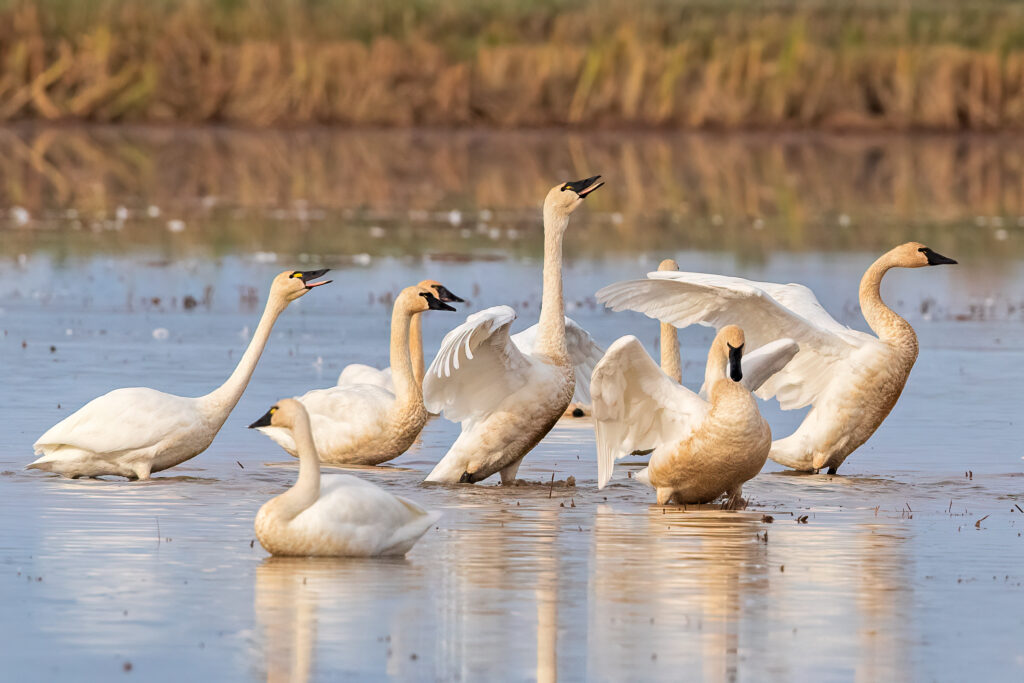 Application Deadline Fast Approaching for Bid4Birds
