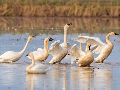 Application Deadline Fast Approaching for Bid4Birds