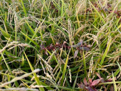 New Weed Species Found in Butte County