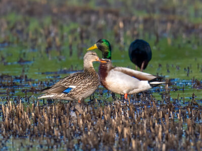 Ducks Unlimited looking for Biologist for Rice Programs