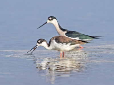 Applications Now Open for Spring Bid4Birds