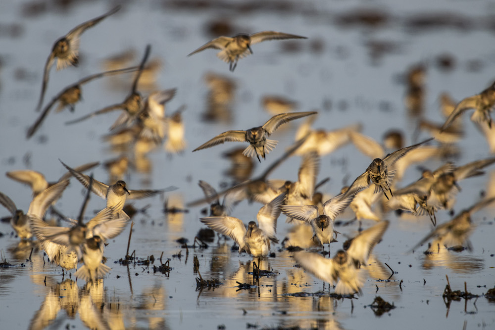 Conservation Workshop Announcement and Open Program Reminder